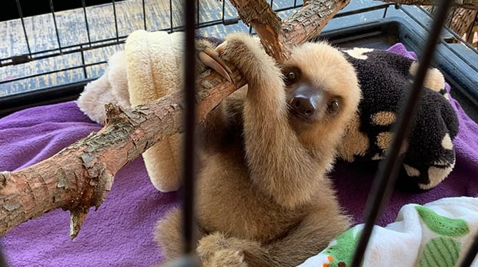 costa-rica-animal-rescue