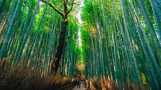 japan-4